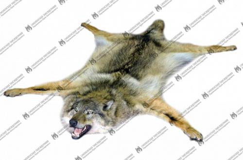 wolf_14